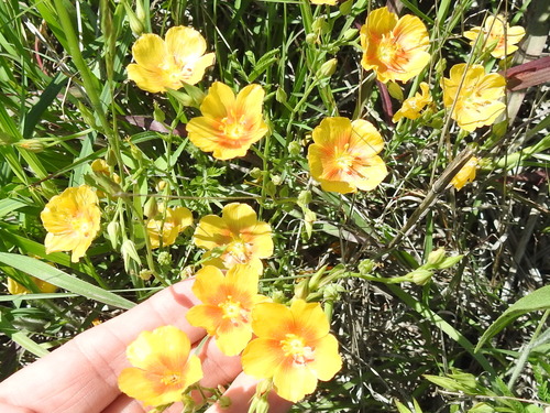 Stiffstem flax (Linum rigidum)