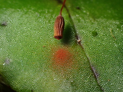 Breutelia pendula