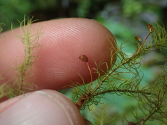 Bartramia mossmaniana