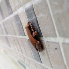 Physalaemus albonotatus