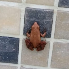 Physalaemus albonotatus