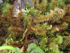 Breutelia pendula