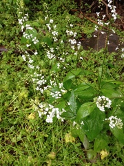 Iodanthus pinnatifidus