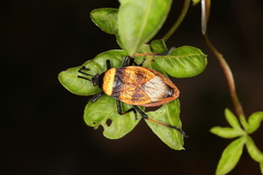 Largus humilis
