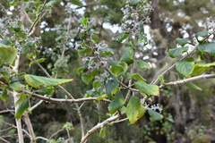Bystropogon canariensis