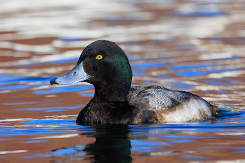 Greater Scaup