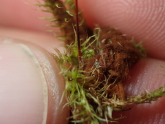 Breutelia pendula