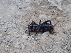 Stenopelmatus minor