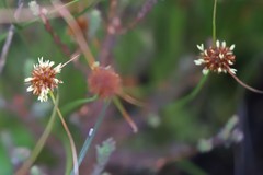 Schoenus subbulbosus