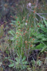 Schoenus subbulbosus