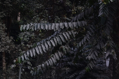 Duabanga grandiflora