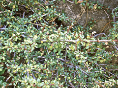 Ceanothus fresnensis