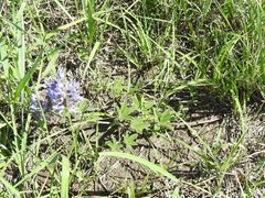 Pediomelum cuspidatum