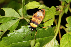 Largus humilis
