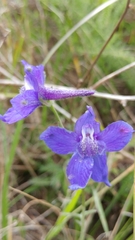 Delphinium variegatum