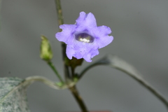 Strobilanthes capitata
