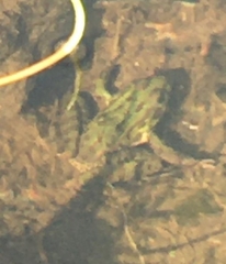 Lithobates spectabilis