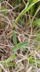 Delphinium variegatum