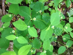 Euphorbia mercurialina