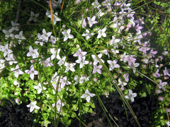 Oldenlandia salzmannii