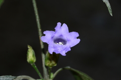 Strobilanthes capitata