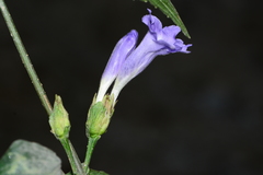 Strobilanthes capitata