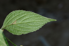 Strobilanthes capitata