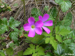 Oxalis arenaria