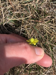 Ranunculus rhomboideus