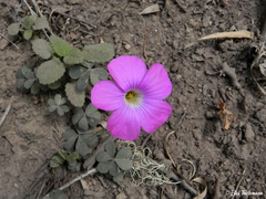 Oxalis arenaria