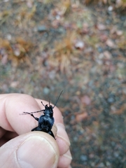 Carabus rossii