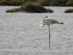 Phoenicopterus roseus