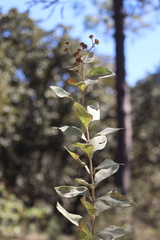 Verbesina sphaerocephala