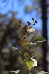 Verbesina sphaerocephala