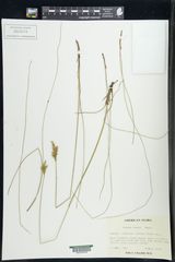 Juncus vaseyi