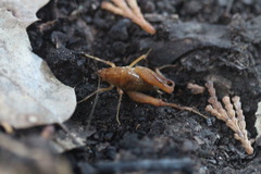 Pristoceuthophilus pacificus