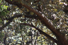 Melanerpes formicivorus
