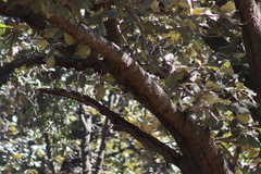 Melanerpes formicivorus