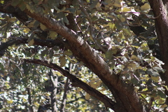 Melanerpes formicivorus
