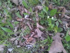 Valerianella radiata