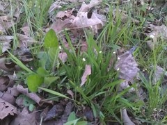 Valerianella radiata