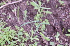 Lathyrus annuus