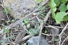 Lathyrus annuus