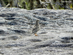 Thinocorus orbignyianus