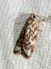 Syringoseca mimica