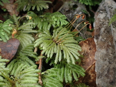 Hypopterygium didictyon