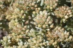 Helichrysum asperum comosum