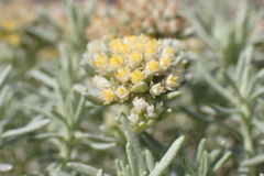 Helichrysum asperum comosum