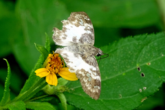 Polyctor polyctor