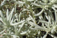 Helichrysum asperum comosum
